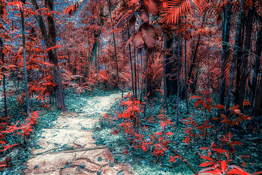 Small way in fantasy forest