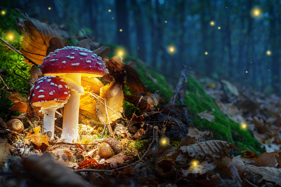 Mystical fly agarics glow