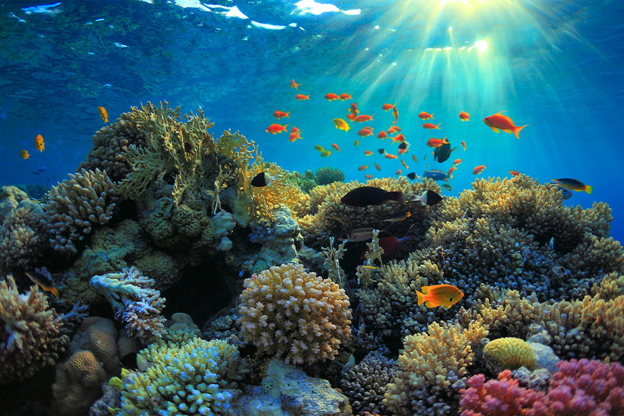 Coral reef biodiversity