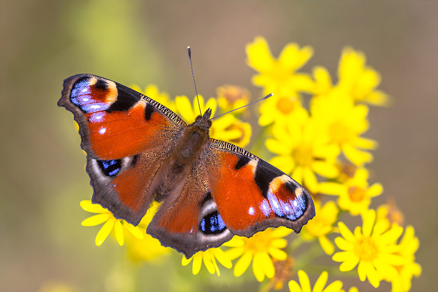 Orange butterfly on flower