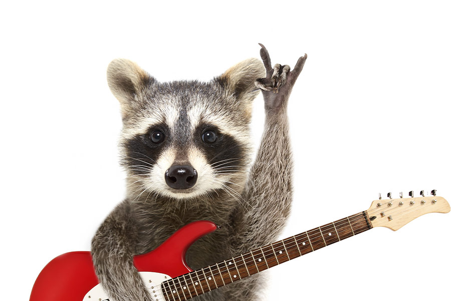 Funny raccoon with electric guitar
