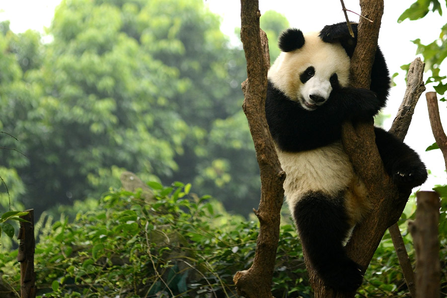 Giant panda in the tree