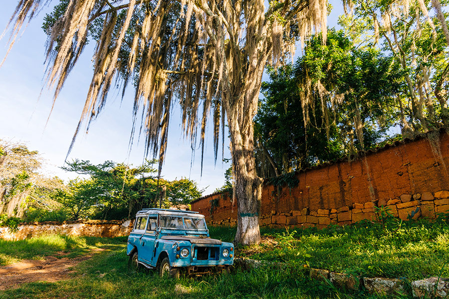 Old blue landrover under gigantic tropical tree