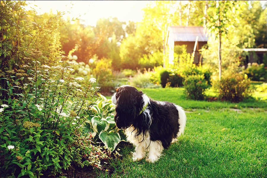 Dog walking in the garden on sunny day