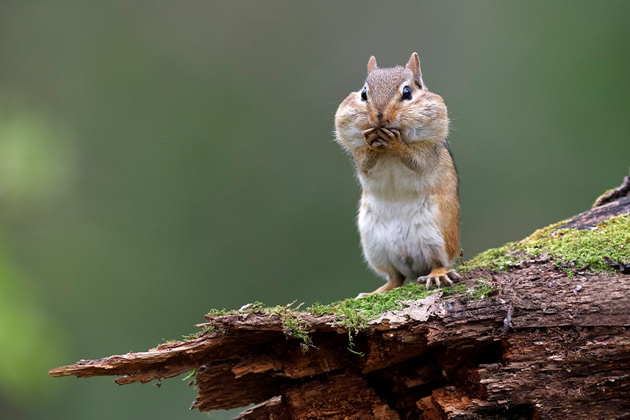 Eastern chipmunk on a mossy log
