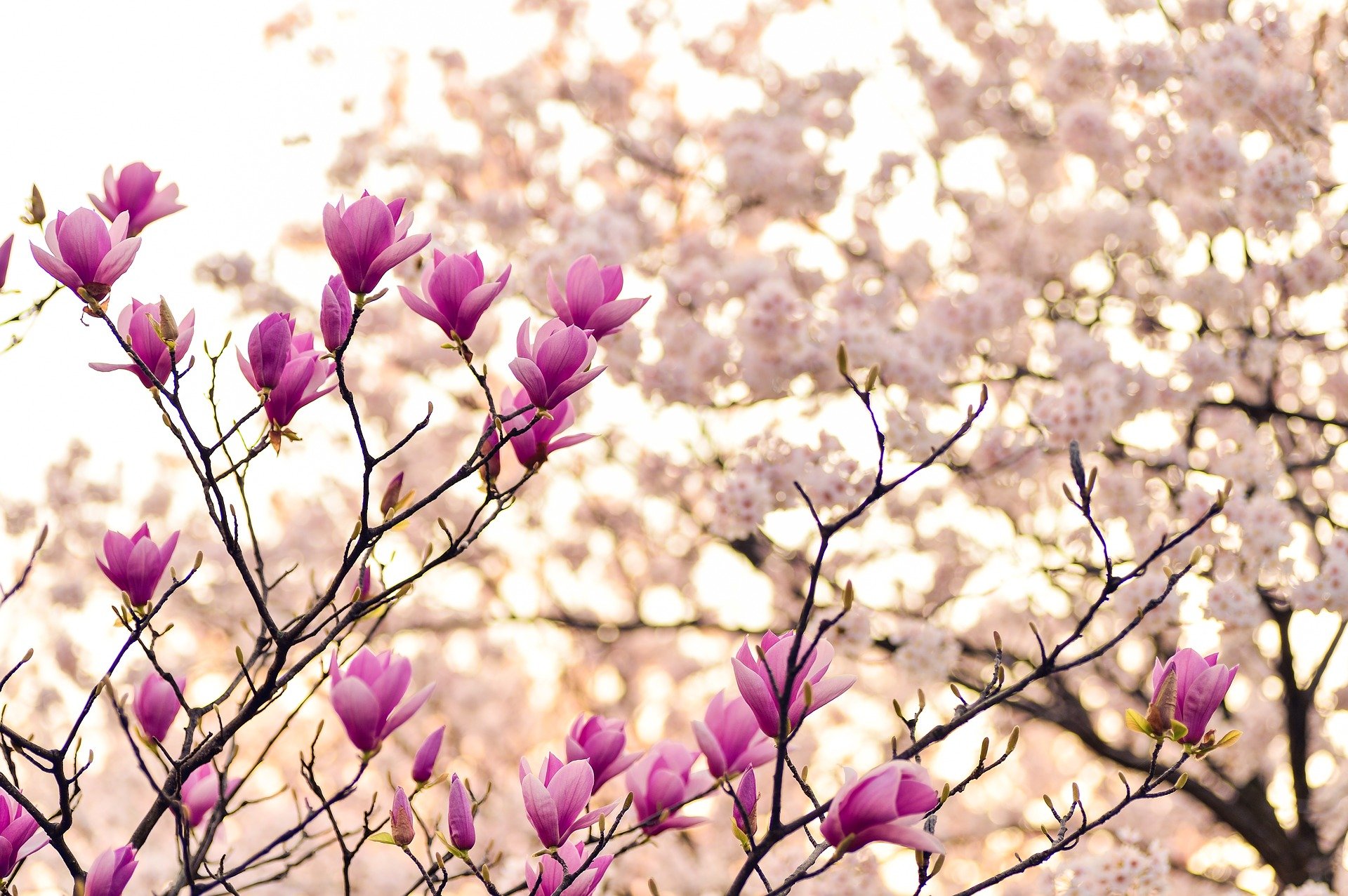 Magnolia branches