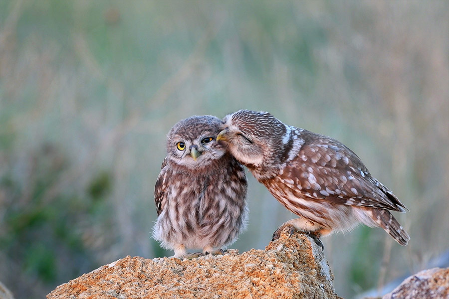 Little owl standing on a stone