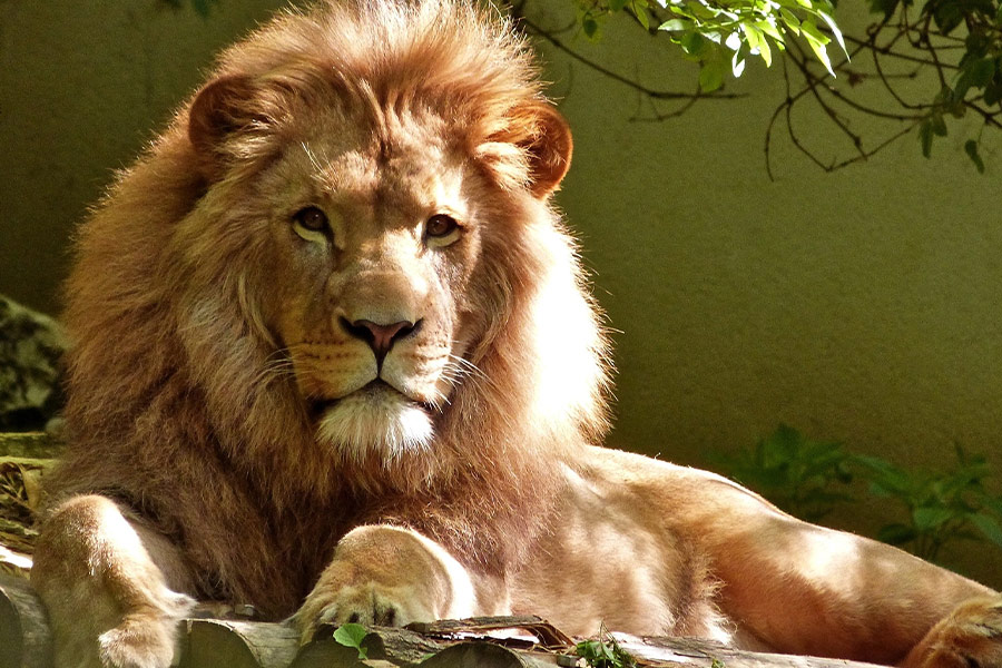 Close up portrait of lion