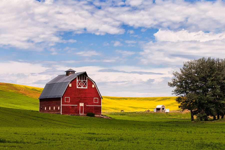 Red barn and canola field Palouse
