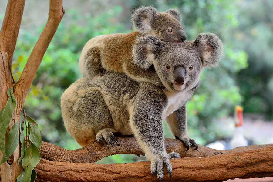 Mother koala with baby on the back
