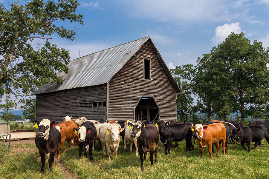 Cattle near barn