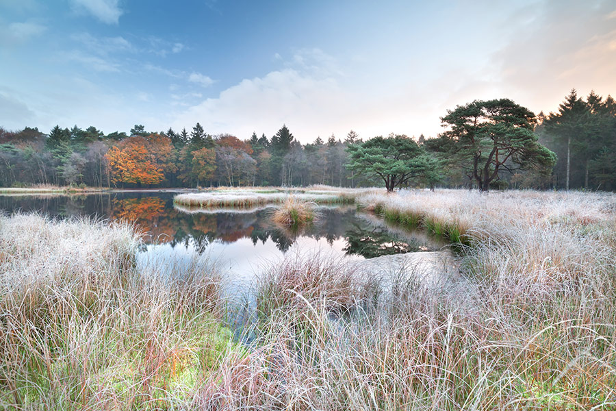 Sunrise over lake and frosted grass