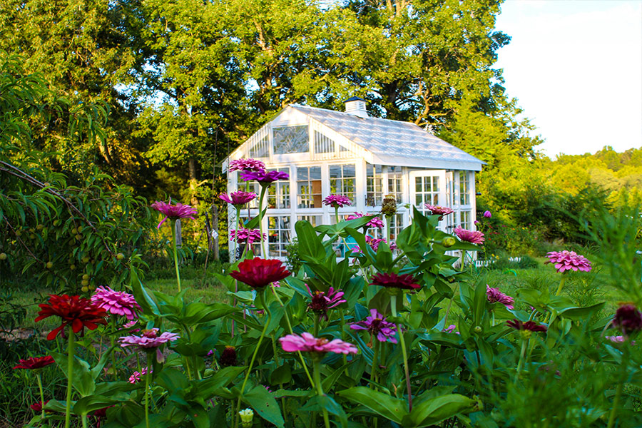 Victorian style green house garden of zinnias