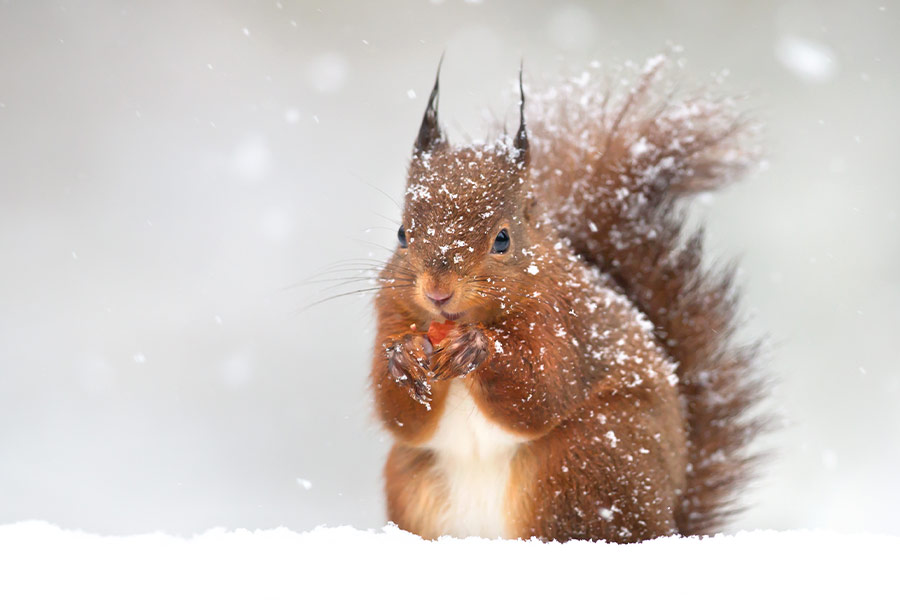 Cute red squirrel in the falling snow