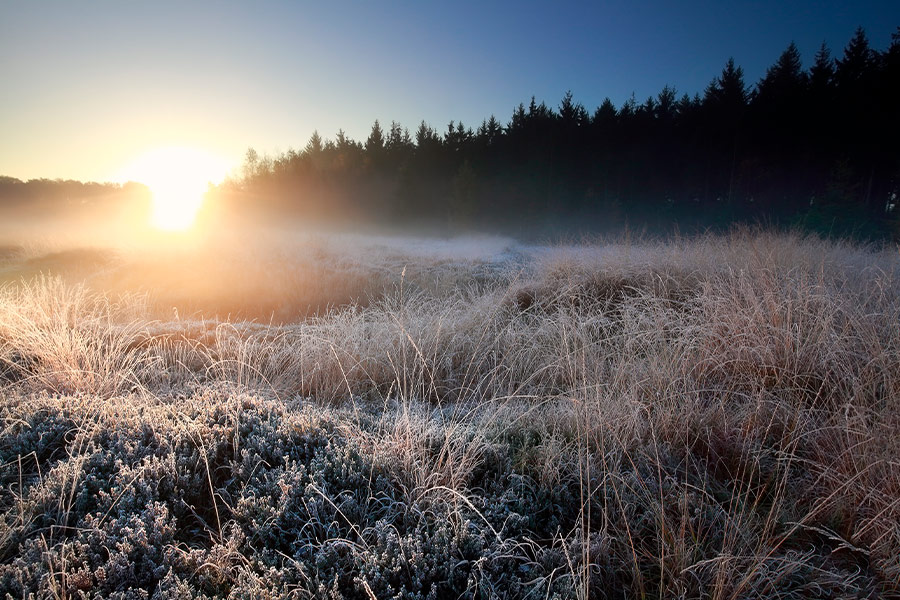 Sunrise light over forest frosted meadow