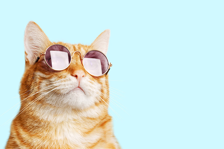 Close portrait ginger cat with sunglasses