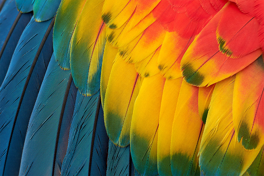 Colorful macaw plumage
