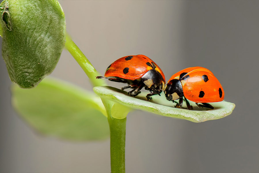 Ladybird beetles pair