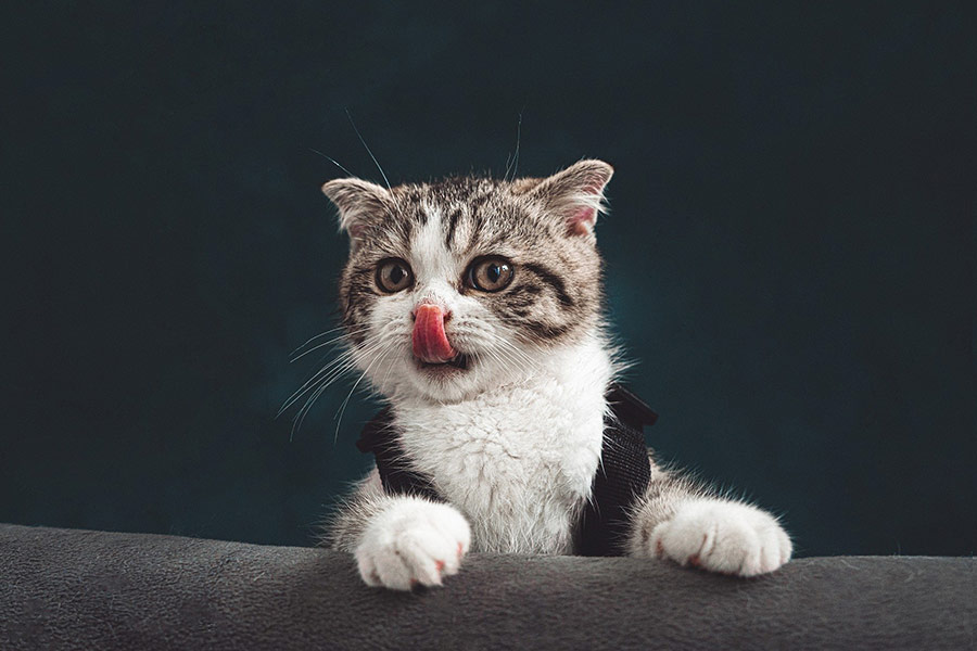 Cat with tongue out