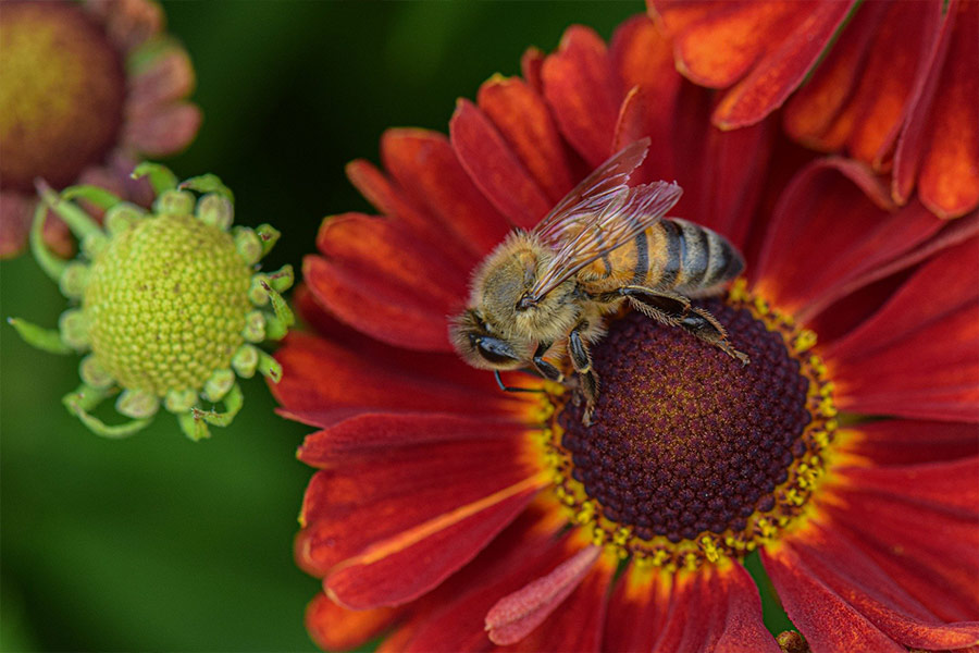 Bee pollinating middle flower