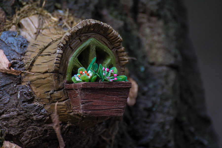 Window peeks from nook tree trunk