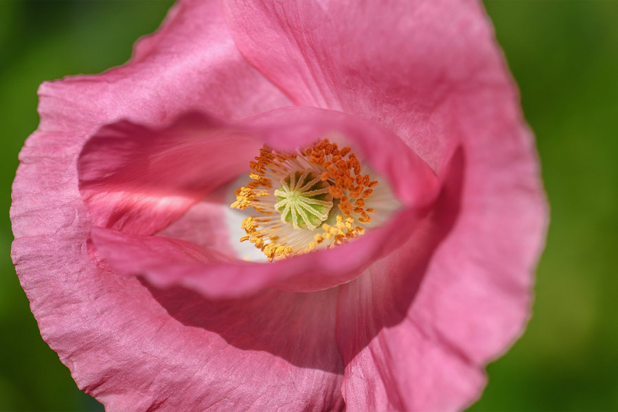 Close up picture of pink flower