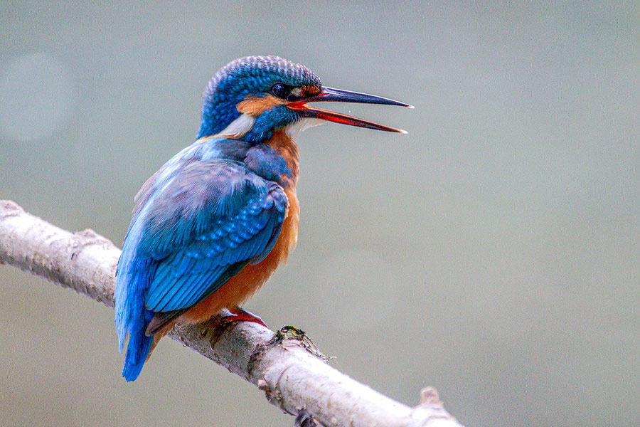 Nice blue orange bird color