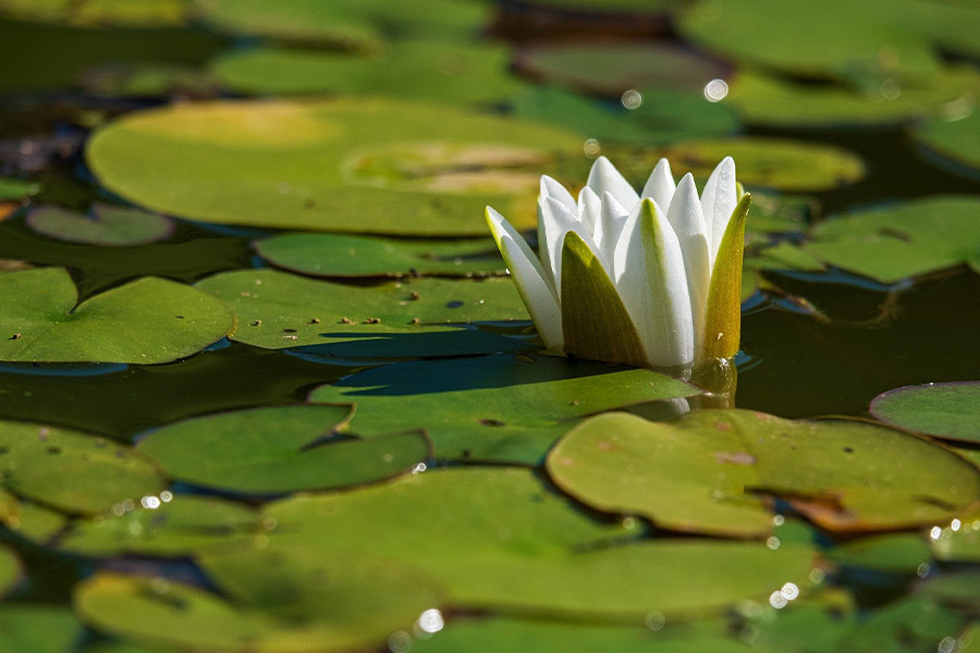 White water lily flower plant