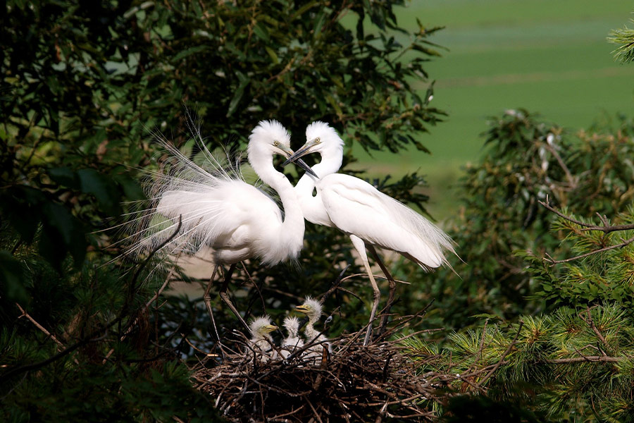 Couple egret nest