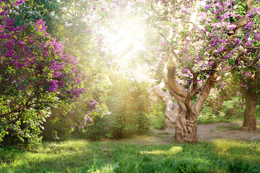 Beautiful landscape with old lilac tree