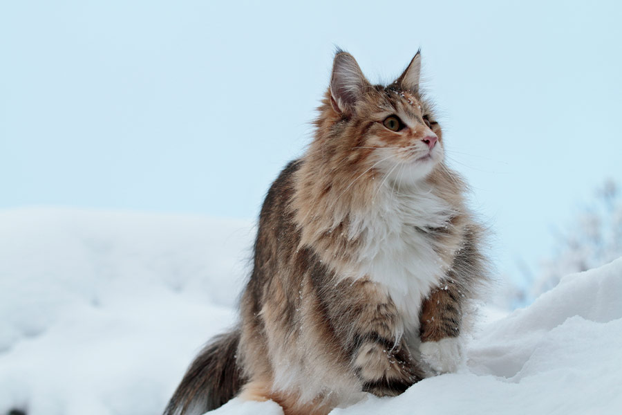 A cat on a high snow drift