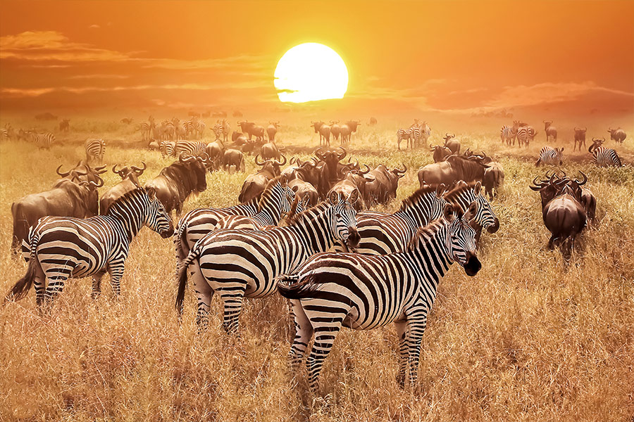 Zebra at sunset in the Serengeti national park Tanzania