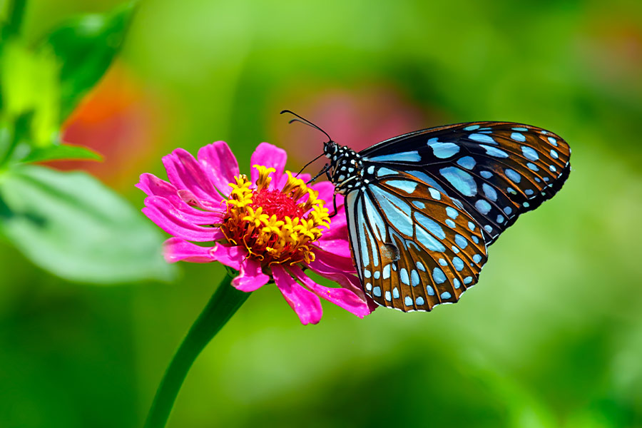 Blue tiger butterfly