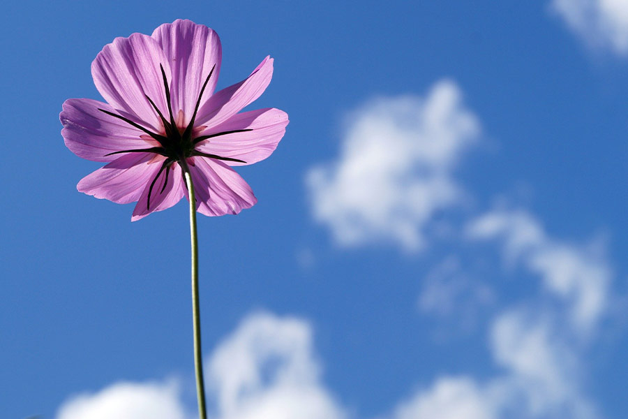 Single cosmos flower