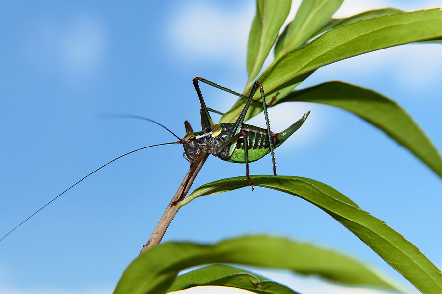 Wart biter bush cricket