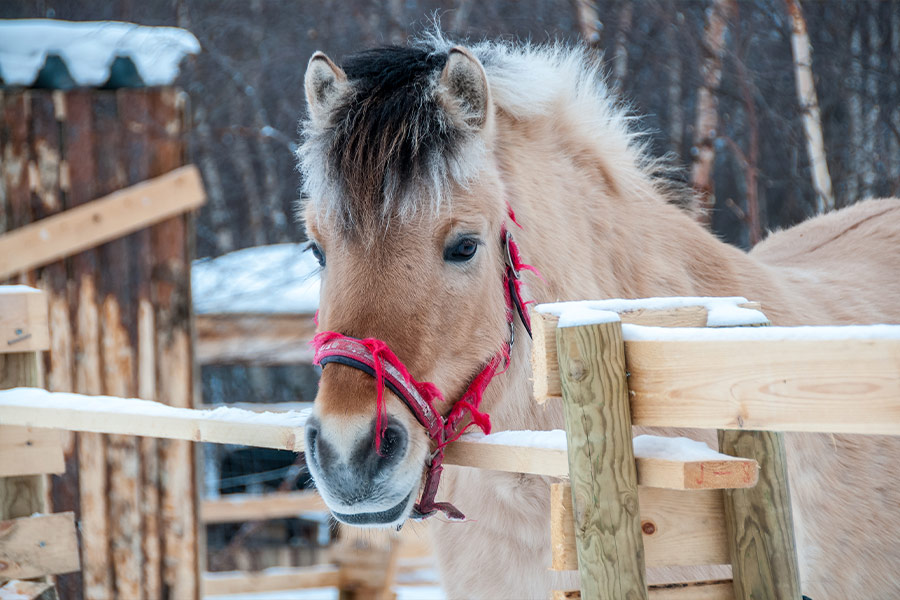Long haired finnish horse