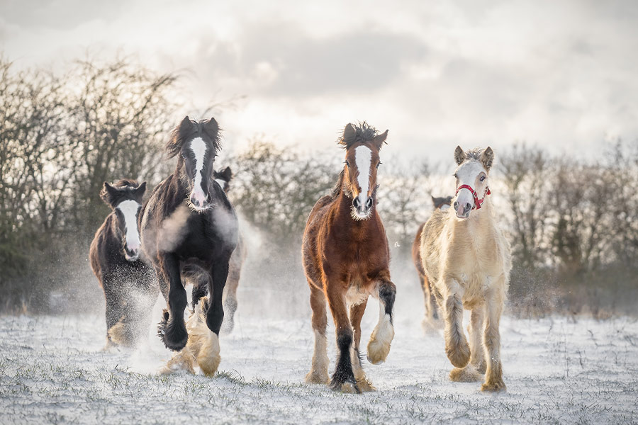 Beautiful large group Irish flask horses