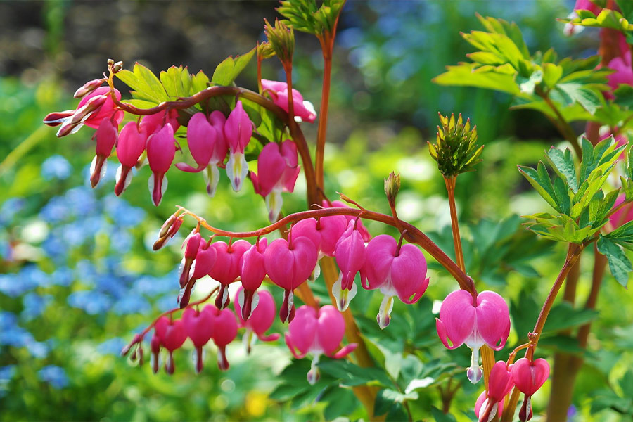 Asian bleeding heart flowers