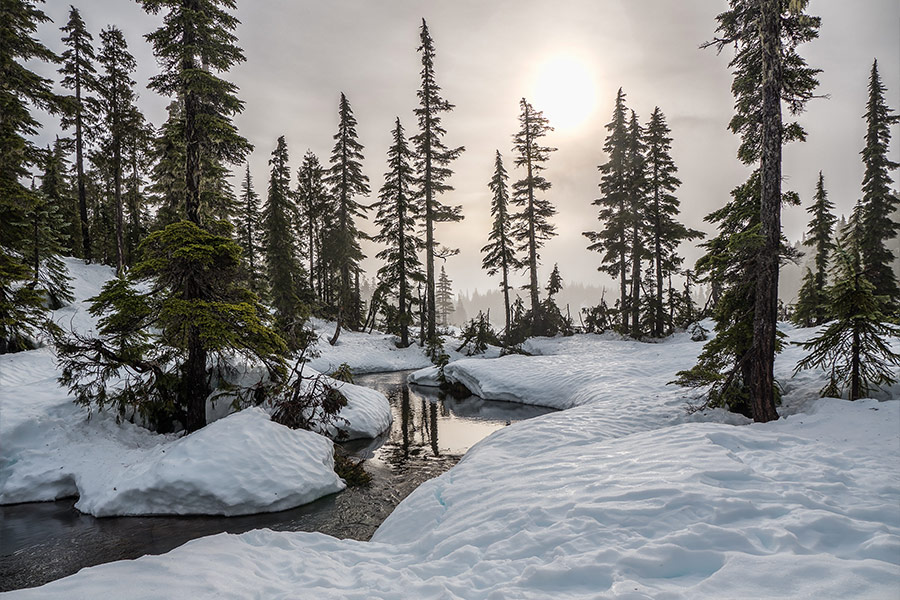 Green trees winter time