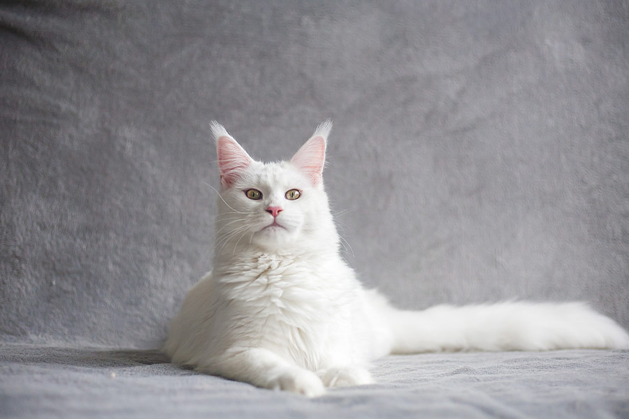 White maine coon short hair cat