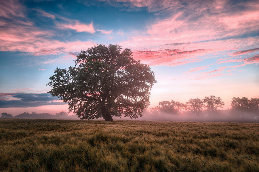 One tree under blue red sky