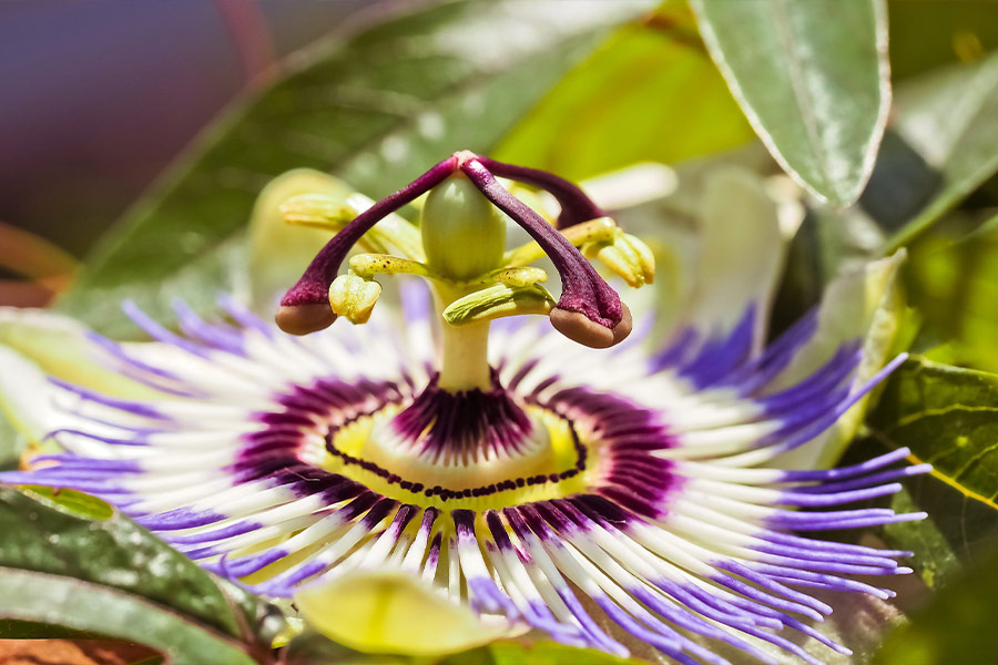 Passion flower bloom