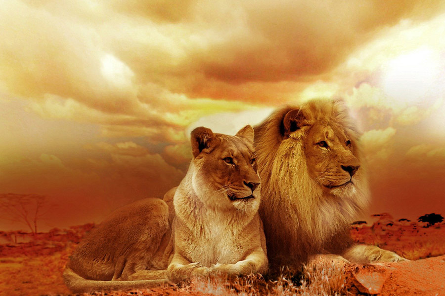 Wild cats lions couple
