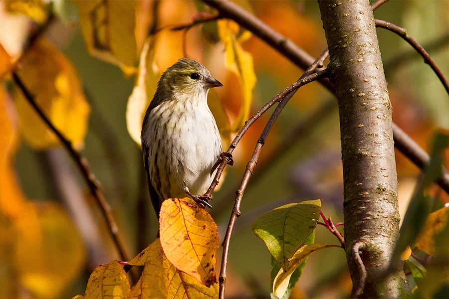 Green backed sparrow bird