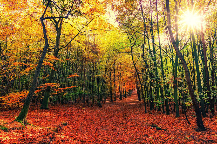 Beautiful forest autumn time