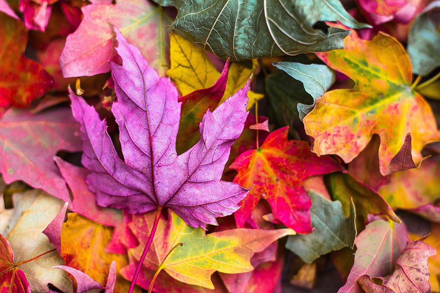 Colorful autumn leaves foliage