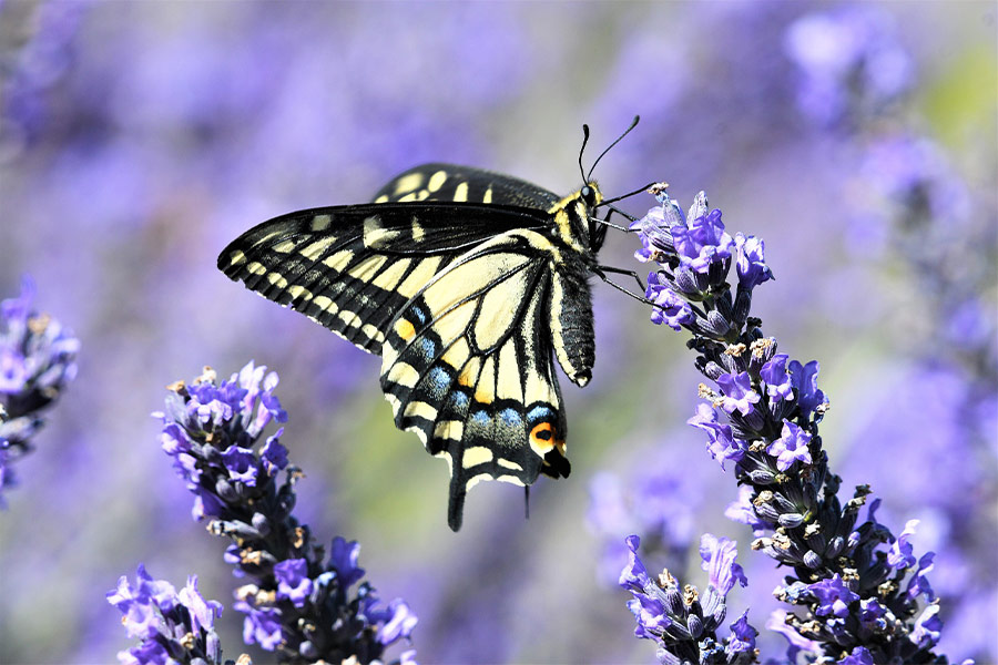 Black white butterfly flower pollination
