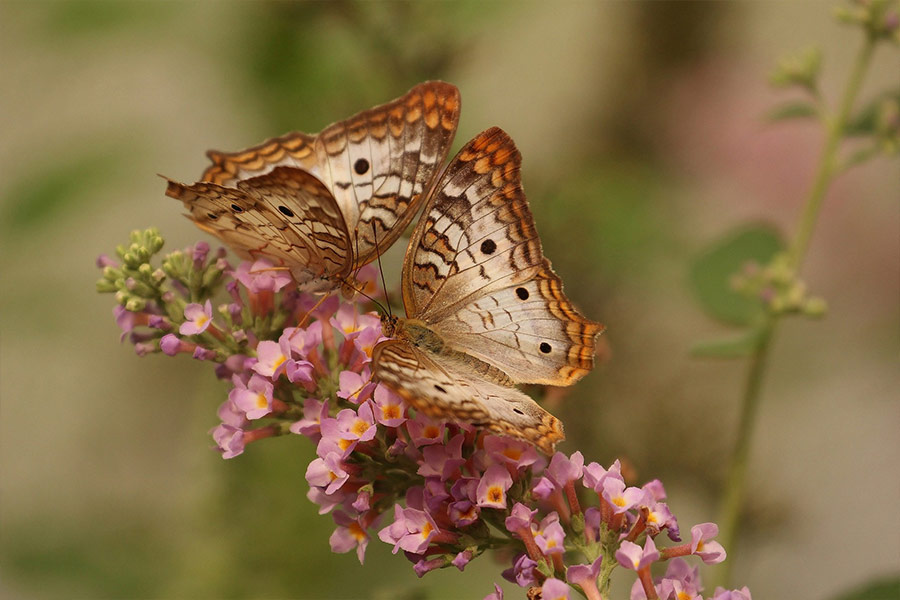 Pair of butterflies inflorescence flowers pollinate