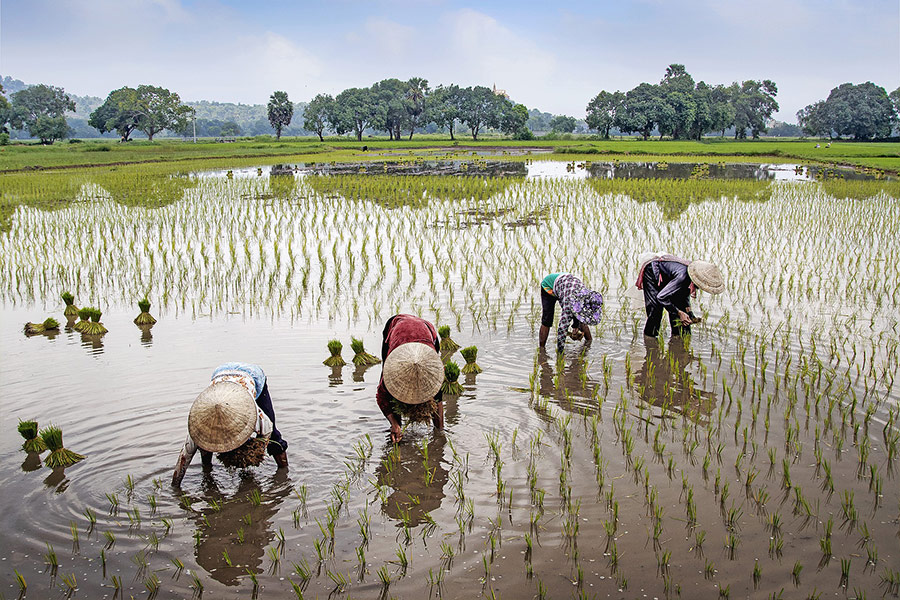Landscape rural field farmer
