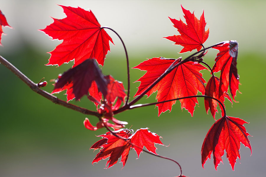 Fall autumn maple leaves